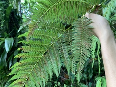 Alsophila latebrosa
