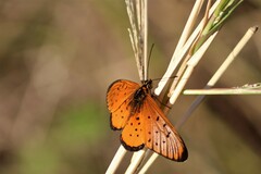 Acraea oncaea