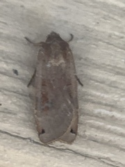 Abagrotis alternata