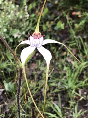 Caladenia longicauda
