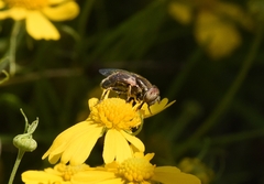 Eristalinus