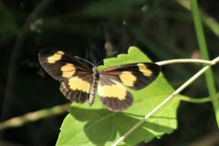 Acraea cabira