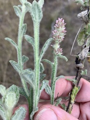 Pterocaulon redolens