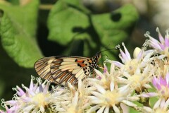 Acraea cabira