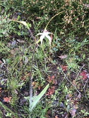 Caladenia longicauda