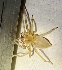 Cheiracanthium mildei