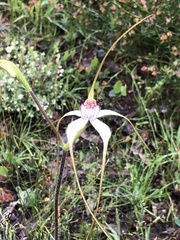 Caladenia longicauda