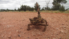 Moloch horridus