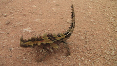 Moloch horridus
