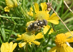 Eristalinus
