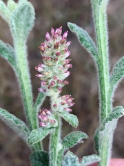 Pterocaulon redolens