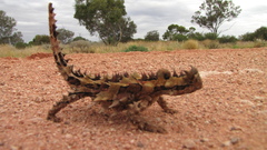 Moloch horridus