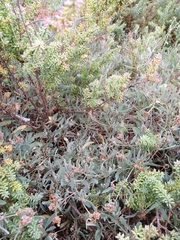 Atriplex portulacoides