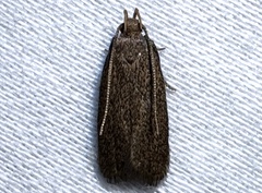 Glyphidocera juniperella