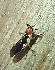 Odontomachus erythrocephalus