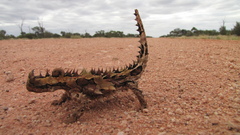 Moloch horridus