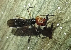 Odontomachus erythrocephalus