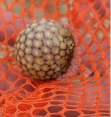 Chilomycterus schoepfii