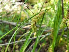 Carex tuckermanii