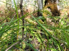 Carex tuckermanii