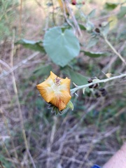 Abutilon