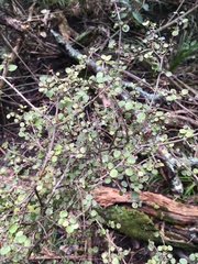 Coprosma arborea