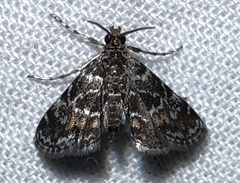 Elophila obliteralis