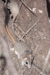 Phascogale calura