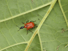 Apoderus coryli