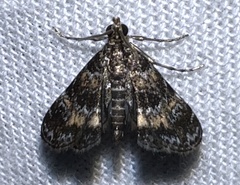 Elophila obliteralis