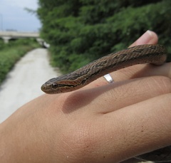 Oocatochus rufodorsatus