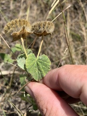 Abutilon indicum