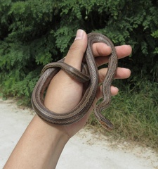 Oocatochus rufodorsatus