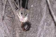 Phascogale calura