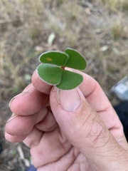 Marsilea hirsuta