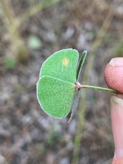 Marsilea hirsuta