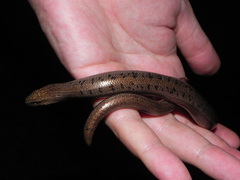 Anguis colchica