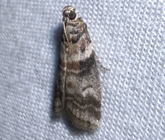 Sciota uvinella