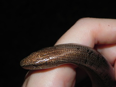 Anguis colchica