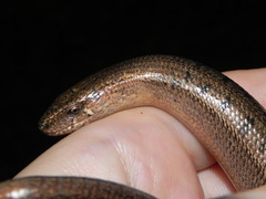 Anguis colchica