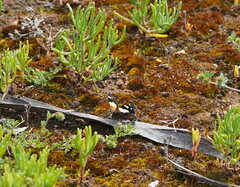 Vanessa itea