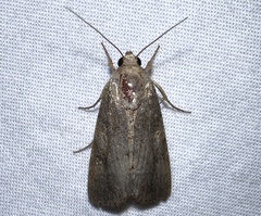 Spodoptera frugiperda