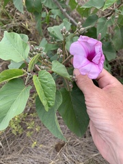 Ipomoea carnea fistulosa