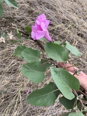 Ipomoea carnea fistulosa