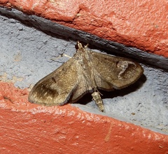 Almonia