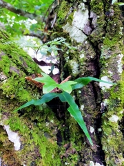 Pyrrosia polydactylos