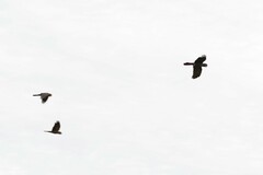 Calyptorhynchus banksii