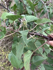 Ipomoea carnea fistulosa