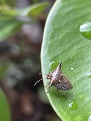 Alcimocoris japonensis