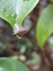 Alcimocoris japonensis
